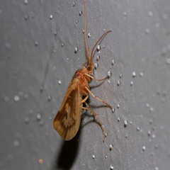 Platycentropus radiatus