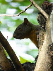 Sciurus granatensis