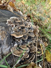 Trametes versicolor