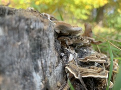 Trametes versicolor