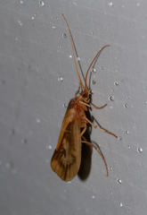 Platycentropus radiatus