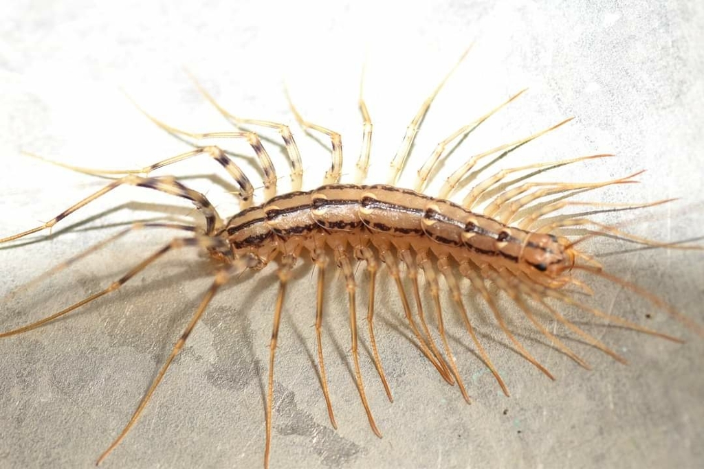 House Centipede from Lincoln, MA 01773, USA by mandad · iNaturalist