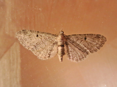Eupithecia interruptofasciata