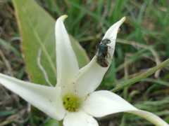 Jaborosa integrifolia