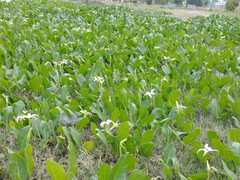 Jaborosa integrifolia