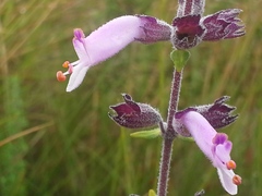Syncolostemon subvelutinus