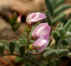 Astragalus acutirostris