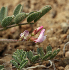 Astragalus acutirostris