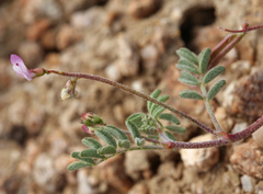 Astragalus acutirostris