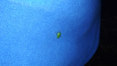 Nezara viridula