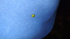 Nezara viridula