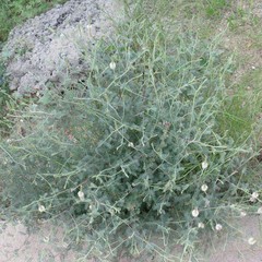 Dalea albiflora