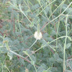 Dalea albiflora