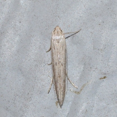 Haplochrois bipunctella