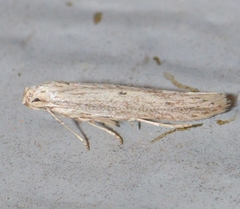 Haplochrois bipunctella