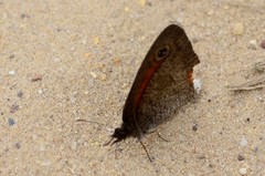 Cassionympha detecta