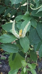 Itea