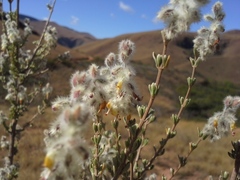 Syncolostemon eriocephalus