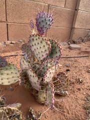 Opuntia gosseliniana