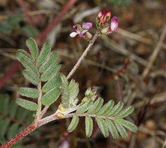 Astragalus acutirostris