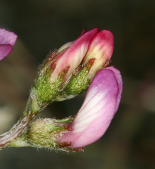 Astragalus acutirostris