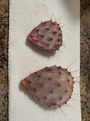 Opuntia gosseliniana