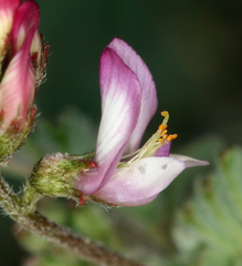 Astragalus acutirostris
