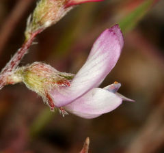 Astragalus acutirostris