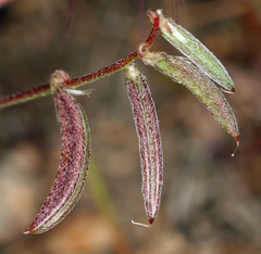 Astragalus acutirostris