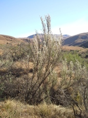 Syncolostemon eriocephalus
