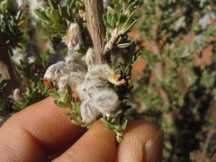 Syncolostemon eriocephalus