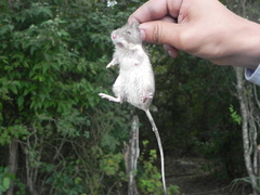 Heteromys irroratus