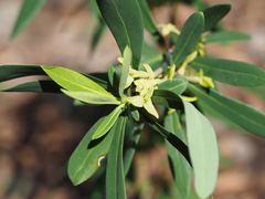 Daphne pseudomezereum