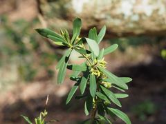Daphne pseudomezereum