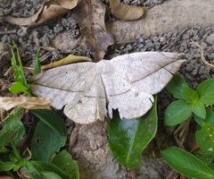 Oxydia