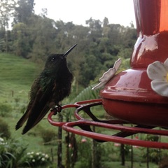 Boissonneaua flavescens