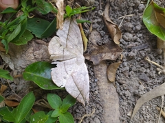 Oxydia