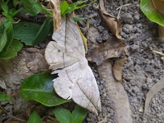Oxydia