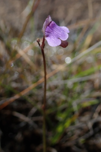 Corkscrew Plant (Genlisea hispidula)
