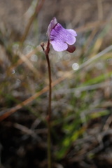 Genlisea hispidula