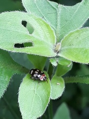 Alagoasa trifasciata