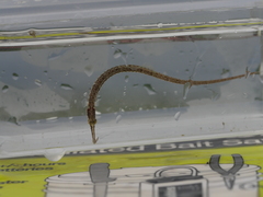 Syngnathus louisianae