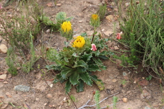 Berkheya armata