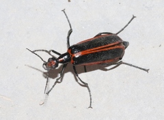 Pyrota akhurstiana