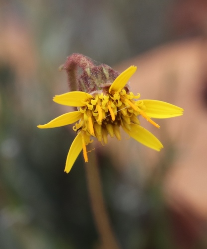Image of Stalked Rockdaisy (Heterolepis peduncularis) by (c) Tony Rebelo, some rights reserved (CC BY-SA)
