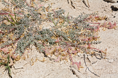 Astragalus argophyllus argophyllus
