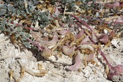 Astragalus argophyllus argophyllus