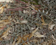 Astragalus argophyllus argophyllus