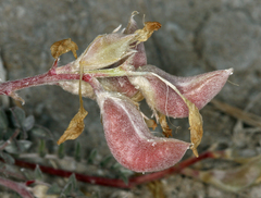 Astragalus argophyllus argophyllus