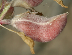 Astragalus argophyllus argophyllus